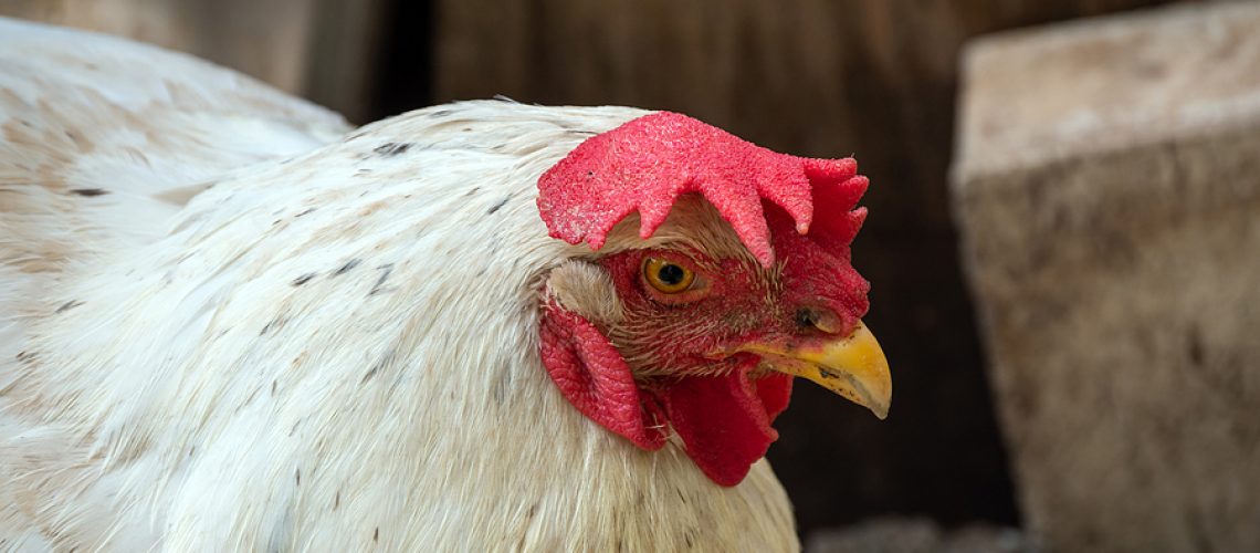 A close up view of the face of an older chicken on the farm in Missouri. Bokeh.