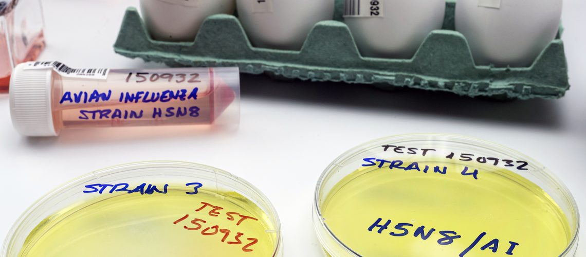 new strain of H5N8 avian influenza infected in humans, petri dish with samples, conceptual image