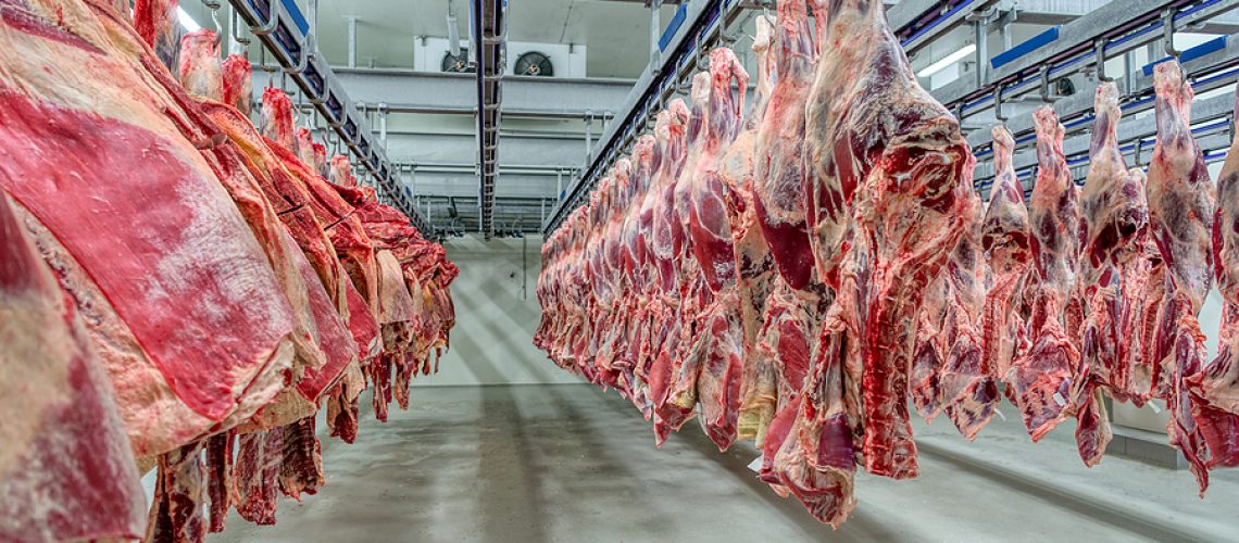 The beef carcasses are hanging in the large refrigerator. Industrial meat production.